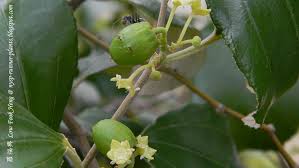 Image result for Ziziphus abyssinica