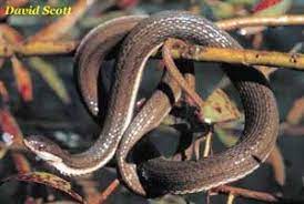 Species Profile Queen Snake Regina Septemvittata Srel Herpetology Snake Beautiful Snakes Species