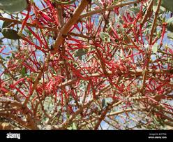 Image result for Parkinsonia africana