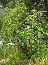 Image result for Halleria lucida