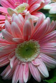 Gerber Daisy Beautiful Flowers Flower Beauty Flower Display