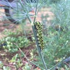 My favourite is the basket loaded with flowers that could easily be colected. Identifying Two Common Garden Caterpillars New Jersey Audubon