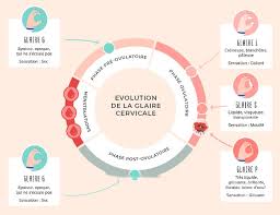 Vous rêvez de tomber enfin enceinte, pour la première fois ou la seconde de votre vie. Glaire Cervicale Ce Qui Se Cache Derriere Ce Formidable Indice De Fertilite