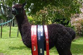 Helen macdonald with geronimo, her alpaca, which faces being put down today after a lengthy legal battle with defra. V3zcnf5eghskcm