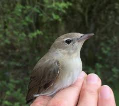 Check out our garden warblers selection for the very best in unique or custom, handmade pieces from our shops. Sylvia Warblers Blog Foxglove Covert Local Nature Reserve