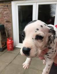 Search and see photos of adoptable pets in the houston, texas area. Beautiful Dalmatian Puppies For Sale In Dallas Texas Classified Americanlisted Com