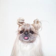 More images for cute shih tzu hair styles » Every Day This Dog Gets A New Hairstyle Bored Panda