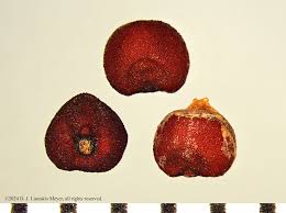 Image result for Eleusine coracana