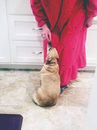 Dietary vitamin d dependence of cat and dog due to inadequate cutaneous synthesis of vitamin d. Calcium In Homemade Dog Food Whole Dog Journal