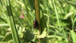 If you get the froth on your mouth, people may think less of you when you have to lick it off. Bug Hunt Volunteers Needed To Spot Insect S Spittle Bbc News
