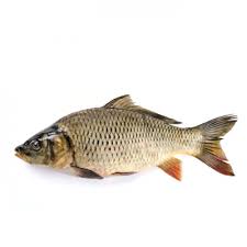 Jul 26, 2021 · pengertian desa/pedesaan. Infomina Cara Membedakan Ikan Mas Jantan Dan Betina