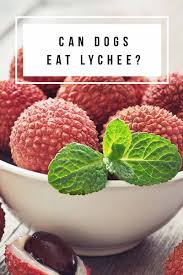 Also, eating raspberries can also cause vomiting and dehydration of cat's body. Can Dogs Eat Lychee Safely Looking At The Skin Seeds And Flesh Can Dogs Eat Dog Eating Make Dog Food