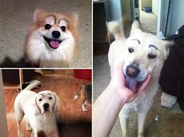 makeup eyebrows look great on dogs