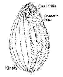 Image result for Isoglossa ciliata