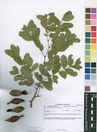 Image result for Julbernardia paniculata