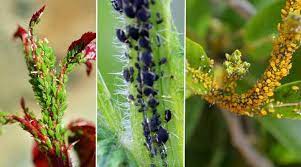 These small brown pests are in the superfamily coccoidea, and they are usually. Houseplant Pests Types Identification And Control Pictures