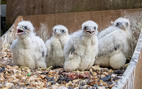We did not find results for: Announcing The Names Of The Salisbury Peregrine Chicks The Association Of English Cathedrals