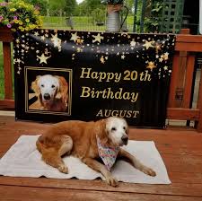 You might not know golden bailey by name, but there's a good chance you've seen one of her funny dog memes. This Cute Golden Retriever Becomes The First Golden Retriever To Reach The Age Of 20 Bored Panda