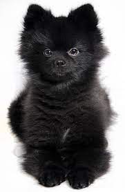 One Year Five Months Cute Dogs Pomeranian Dog Pomeranian Puppy