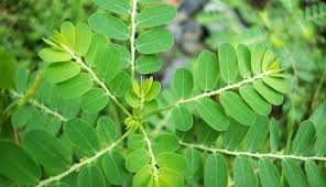 Obat Sakit Gigi Berlubang Dengan Meniran Daun Herbal Pohon