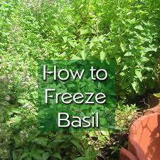 Our basil plant is thriving so we have frozen some of the fresh basil for use in our winter cooking. How To Freeze Fresh Basil Delishably