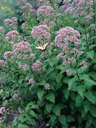 Pin On Garden