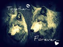 Wolves In Love Together Wolves Love Forever Fantasy Animal Wolf Wolf Love Wolf Pictures Beautiful Wolves