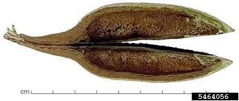 Image result for Pterospermum