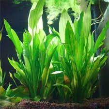 We did not find results for: 14 Cm Unterwasser Kunstliche Wasserpflanze Ornamente Aquarium Grun Wasser Gras Landschaft Dekoration Akvaryum Dekor W110 Spargut Innovative Produkte Zu Top Pr Fish Tank Plants Aquatic Plants Aquatic Plant Seeds