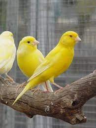 yellow oiseaux canaris oiseaux jaunes petits oiseaux