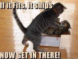 It S Cat Urday Funny Cats And Dogs Funny Animal Memes Funny Animal Pictures
