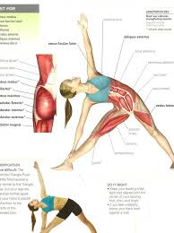 Health Blog The Triangle Pose Helps To Improve Your In 2020 Yoga Anatomy Yoga Benefits Yoga Muscles