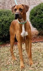 More images for boxer great dane mix size » View Ad Boxer Great Dane Mix Dog For Adoption Near Arkansas Little Rock Usa Adn 724026