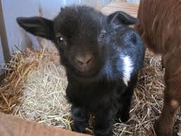 In almost 700 births, we've never had a purebred nd kid this big born here! Raising Nigerian Dwarf Goats Insteading