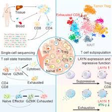 Kidney cancer awareness is represented by the color orange. Landscape Of Infiltrating T Cells In Liver Cancer Revealed By Single Cell Sequencing Sciencedirect