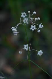 Image result for Melinis ambigua