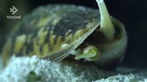 Noticing a shell half buried in the sand he picked it up, when almost immediately the cone stung him on his middle finger. Striatus Cone Shell Spearing Fish With Venomous Harpoon Youtube