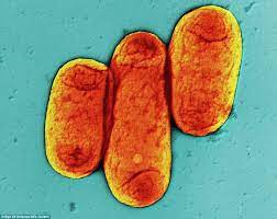 Maybe you would like to learn more about one of these? As Pretty As A Picture But A Lot More Deadly Killer Diseases As You Ve Never Seen Them Before Daily Mail Online