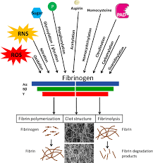 Fpb dari 36, 54, dan 72 = 2 x 3 x 3 = 18 Effects Of Post Translational Modifications Of Fibrinogen On Clot Formation Clot Structure And Fibrinolysis Arteriosclerosis Thrombosis And Vascular Biology