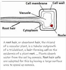 Basic cause, source, or origin: What Is A Root Hair Cell Brainly Com