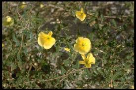 Image result for Tribulus zeyheri