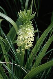 Image result for Eucomis