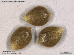 Image result for Isolepis fluitans