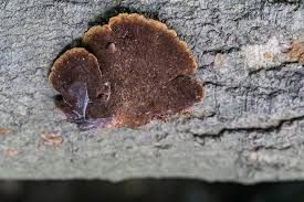 Image result for Phellinus gilvus