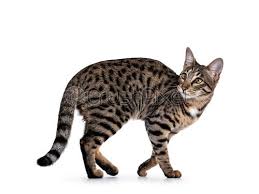 Howstuffworks looks at these controversial cats. Savannah F7 Cat On White Background Stock Photo Crushpixel