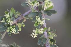 Image result for Pogonospermum divaricatum