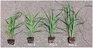 Image result for Cyperus ajax