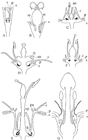 Image result for Basananthe triloba
