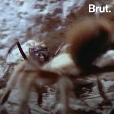 We've gathered more than 3 million images uploaded by our users and sorted them by 1920x1080 cartoons, marvel, hero, fighting, spide man, simple background wallpaper thumb. This Wasp Is A Spider Killer Brut