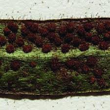 Image result for Zygophlebia villosissima